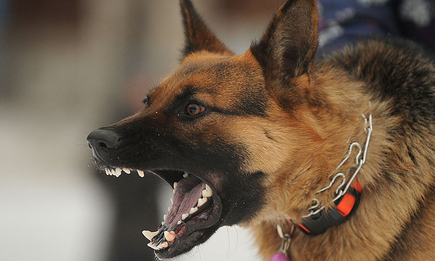 top dog bite injury lawyer nj