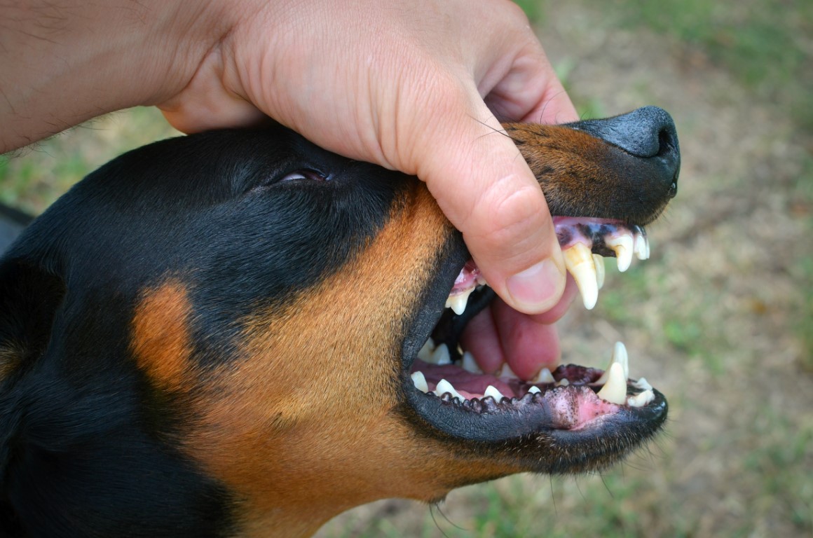 Dog Bite Accident Lawyer